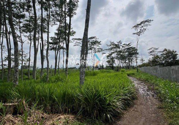 Lahan Luas Lokasi Premium di Balik Jalan Poros Araya Peak, Blimbing Malan 2