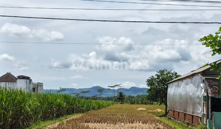 Tanah Sawah di Jl. Trunojoyo Kedung Pedaringan, Kepanjen Malang Tanah Sawah di Jl. Trunojoyo Kedung Pedaringan, Kepanjen Malang