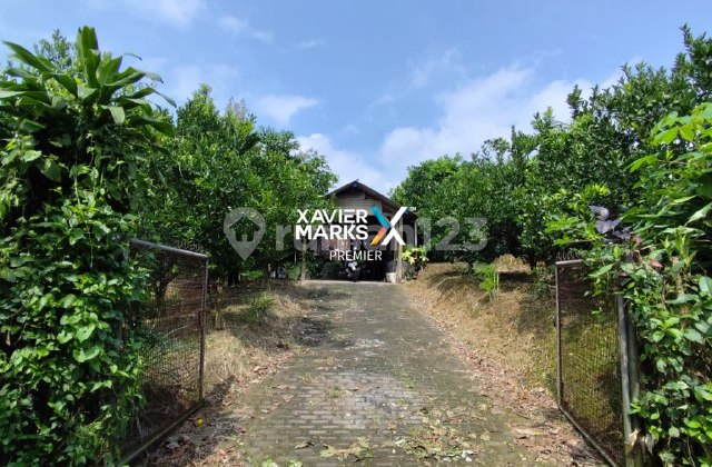 Kebun Jeruk Produktif di Bumiaji, Kota Batu