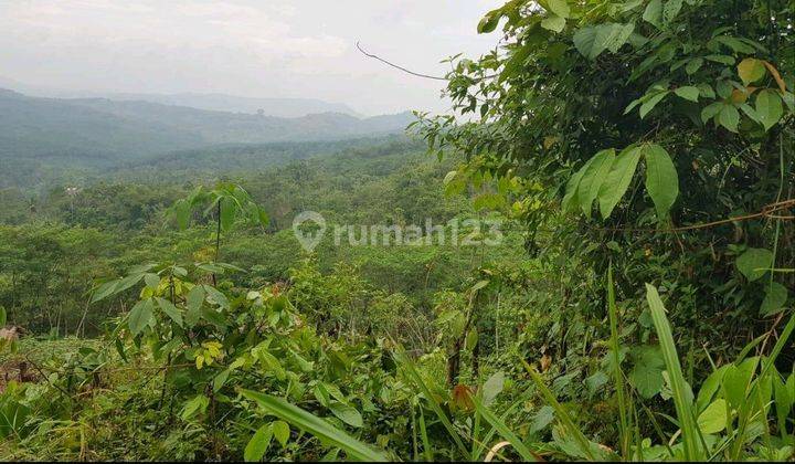 Dijual Tanah Perkebunan Subur & Msh Produktif 1