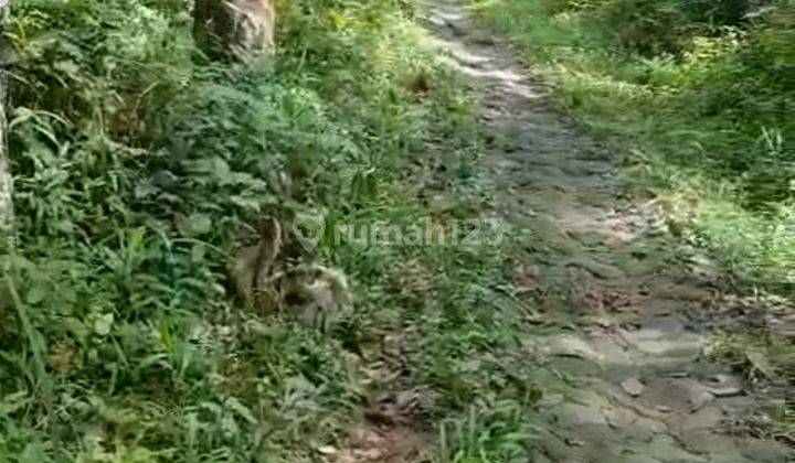 Dijual Tanah Perkebunan Subur & Msh Produktif 2