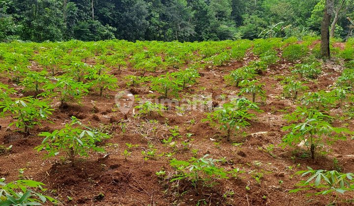 For Sale Land in Kertajaya, Rumpin, Bogor For Sale Land in Kertajaya, Rumpin, Bogor