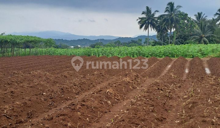 Land for Sale in Ci Bening, Pamijahan, Bogor Land for Sale in Ci Bening, Pamijahan, Bogor