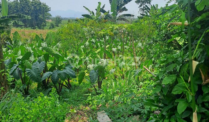Di Jual Tanah Di Kemang Bogor. Di Jual Tanah Di Kemang Bogor.