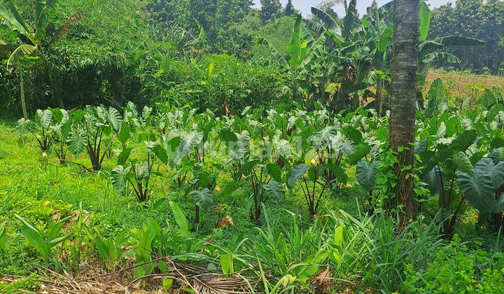 Di Jual Tanah Di Kemang Bogor.