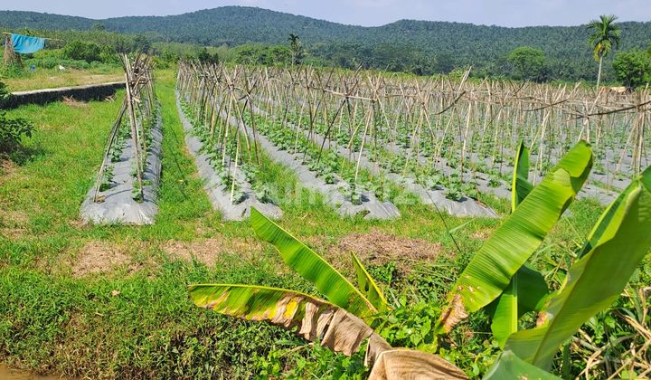 Di Jual Tanah Di Kemang Bogor