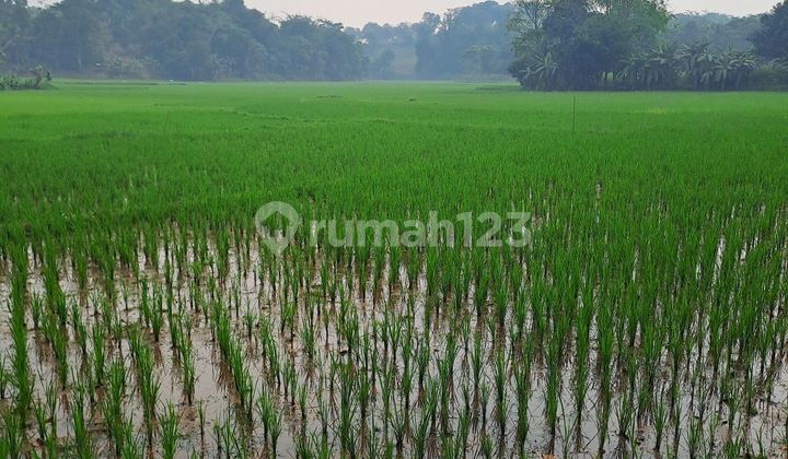 Di Jual Tanah Sawah Sukasari Rumpin Bogor