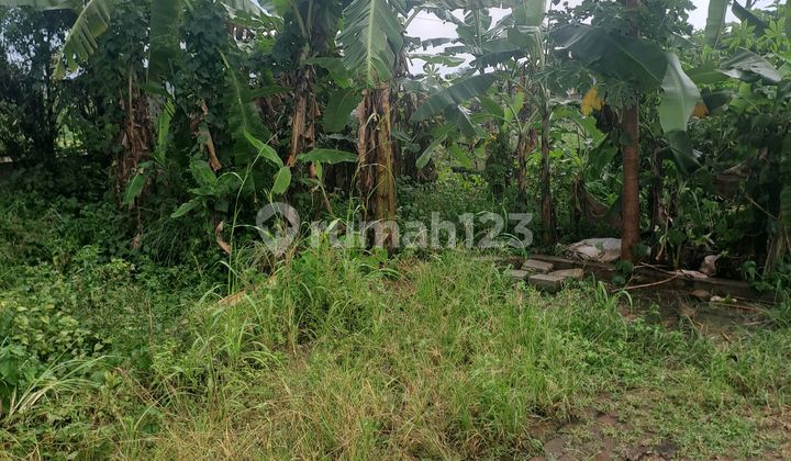 Land for Sale in Ciampea Udik, Bogor Land for Sale in Ciampea Udik, Bogor