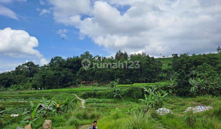 D jual tanah darat dan sawah cigombong 1