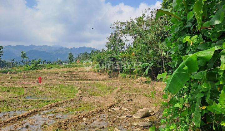 D jual tanah sawah seluas 1500 m2    2