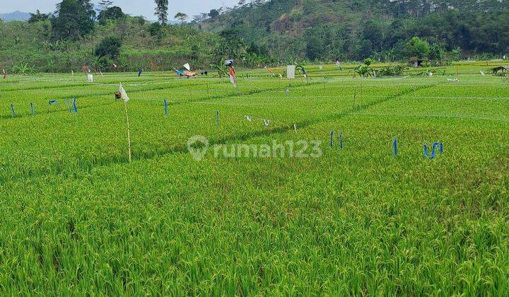 D jual tanah sawah desa pabuaran bogor 1