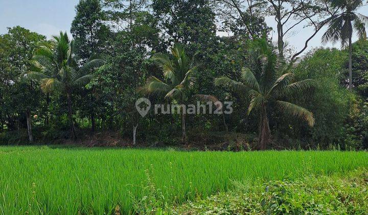 Di jual tanah sawah produktip pabuaran  Bogor Jabar. 1