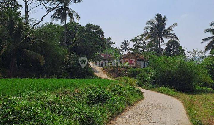 Di jual tanah sawah produktip pabuaran  Bogor Jabar. 2