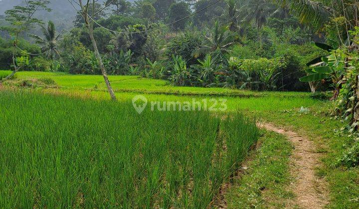 Di jual tanah sawah 5000 m2 dan darat 8000 m2 desa rabak rumpin  1