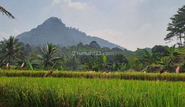 Di jual tanah sawah 5000 m2 dan darat 8000 m2 desa rabak rumpin  2