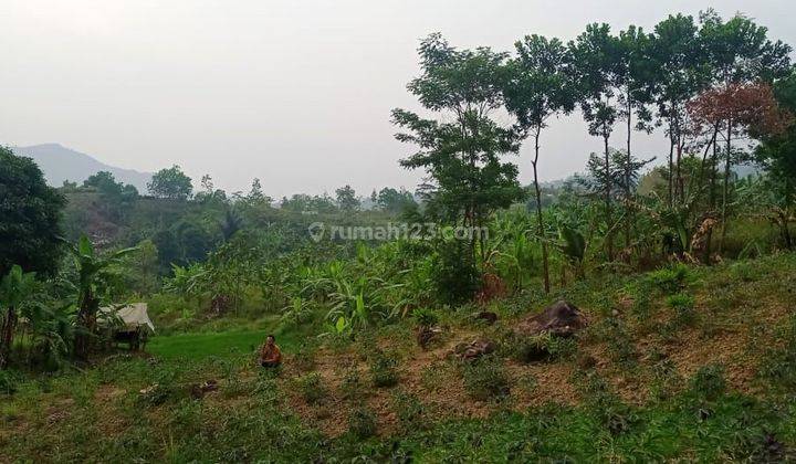 D jual tanah sawah dan darat desa pabuaran 1