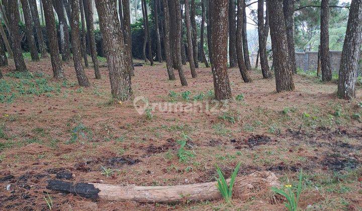 Di jual tanah kebon  pinus desa gn gelis  1