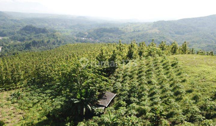 Di jual tanah kebun jati warungkiara sukabumi jawa barat 2