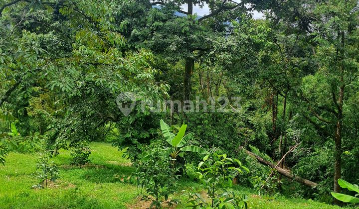 At Duren Garden Land in Cigudeg Bogor
