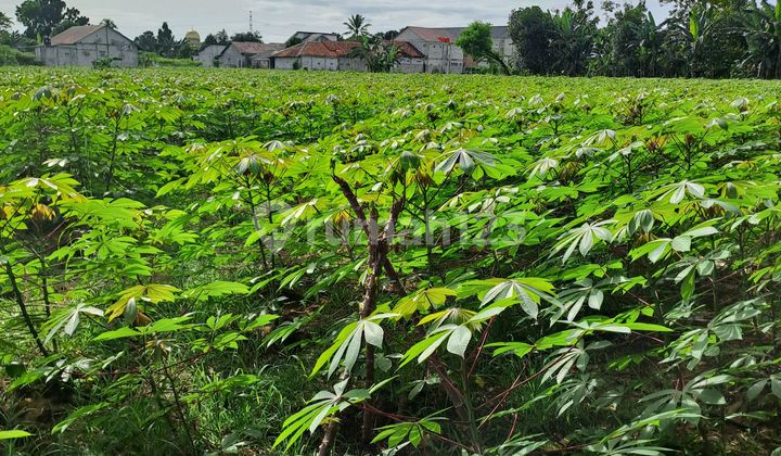 For Sale Land in Ciseeng, by the Provincial Roadside