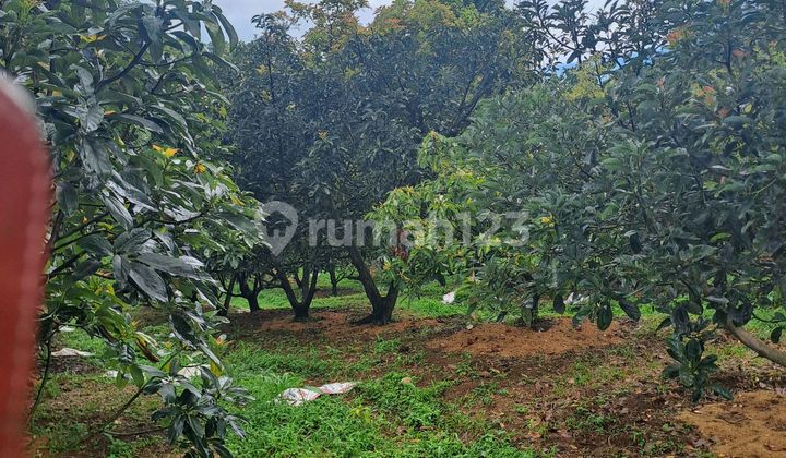 Di Jua Tanah D Pasir Angin Kebun Alpukat Megamendung Bogor Di Jua Tanah D Pasir Angin Kebun Alpukat Megamendung Bogor
