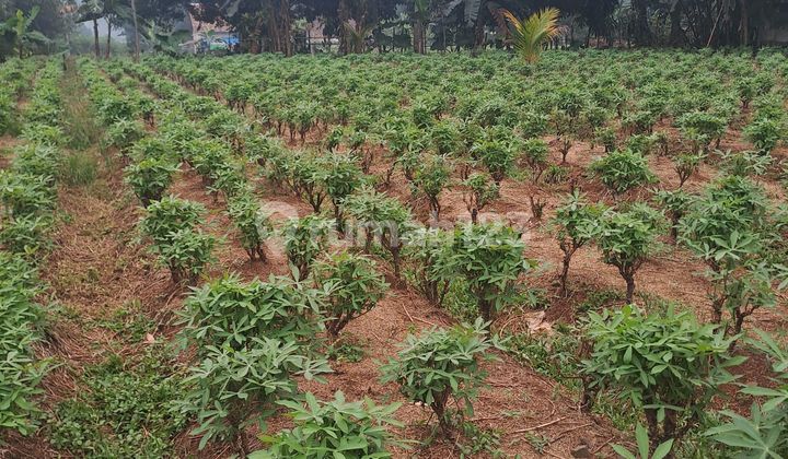 Land for Sale in Ciseeng Bogor Land for Sale in Ciseeng Bogor