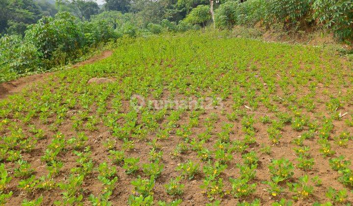 Di Jual Tanah Ci Bodas Rumpin Bogor Barat 1