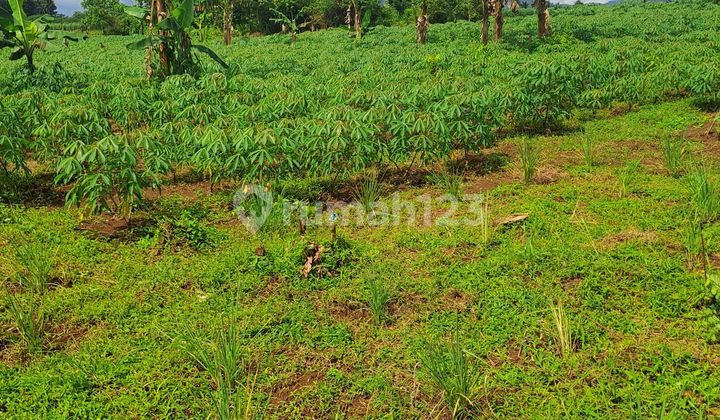 Di Jual Tanah di Jalan Raya Cibeuteng Udik Ciseeng Bogor