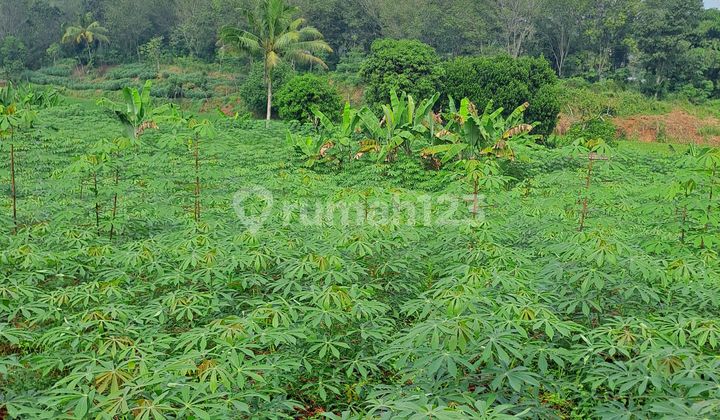 Land for Sale in Rumpin, Bogor, West Java. Land for Sale in Rumpin, Bogor, West Java.