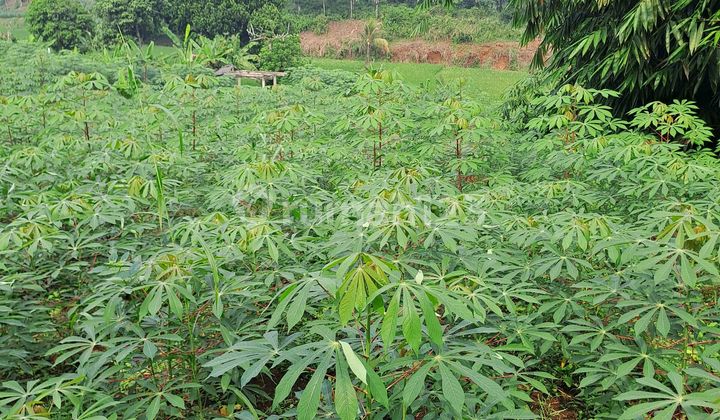 Di Jual Tanah Cibodas Rumpin Bogor