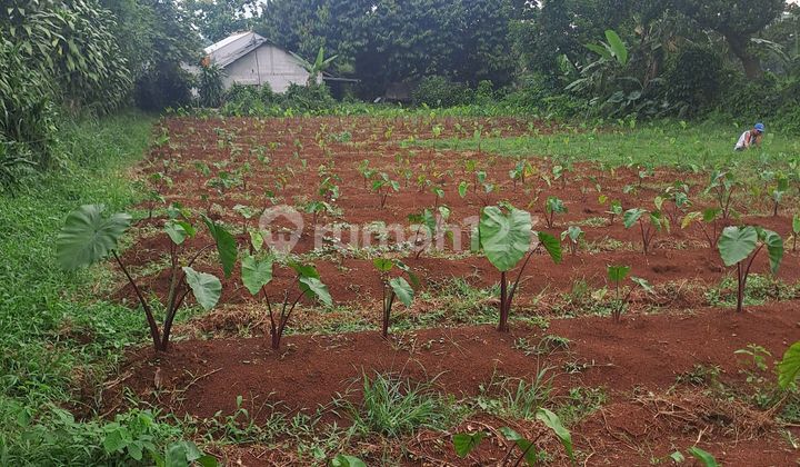 Di Jual Tanah Di Tegal Kemang Bogor