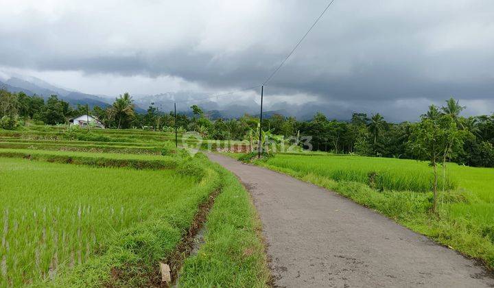 Di Jual Tanah Sawah Cidahu Sukabumi 1