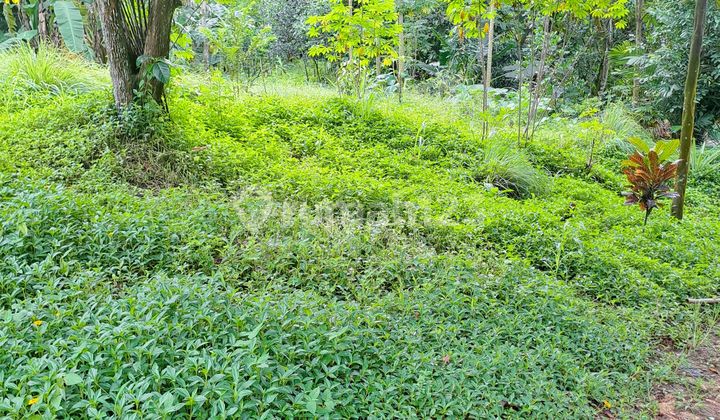 Land for Sale in Ciseeng, Bogor