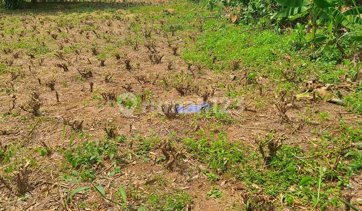 Di Jual Tanah Di Kemang Bogor