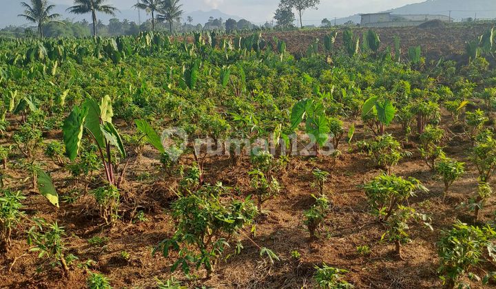 Land for Sale in Rancabungur, Bogor