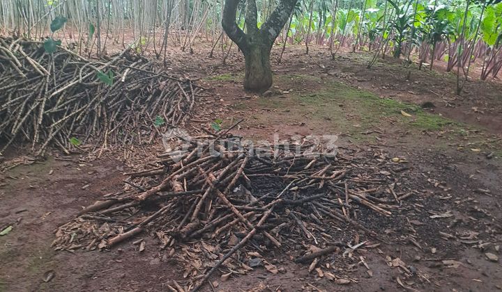 Land for Sale in Cibeteng Udik, Ciseeng, Bogor