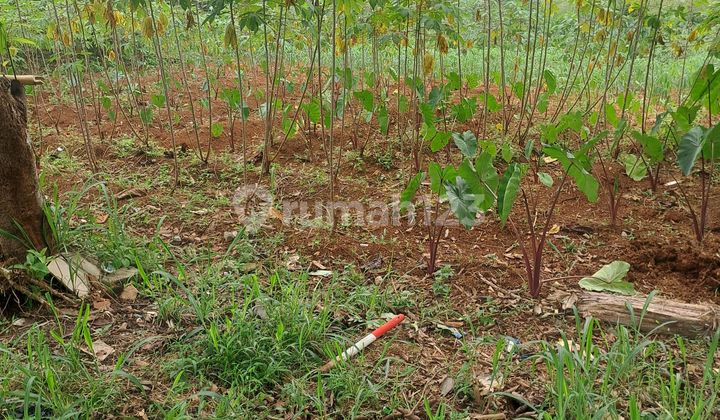 Di Jual Tanah Ciseeng Bogor Jawa Barat