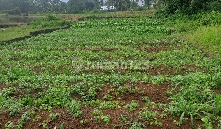 Land for Sale in Ciampea Bogor