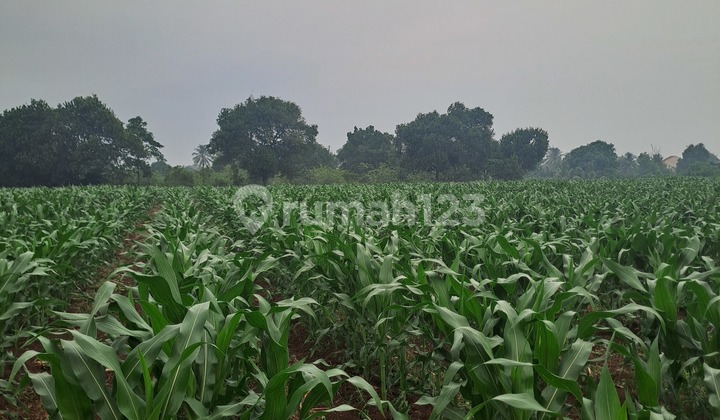 Di Jual Tanah Di Kemang Bogor