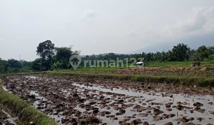 For Sale Land in Ciampea Udik, Bogor For Sale Land in Ciampea Udik, Bogor