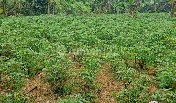 Di Jual Tanah Kemang Bogor Desa Tegal Kahuripan Di Jual Tanah Kemang Bogor Desa Tegal Kahuripan