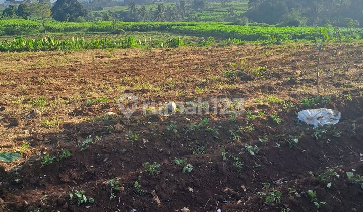 Di Jual Tanah Pasir Gaok Ranca Bungur Bogor.