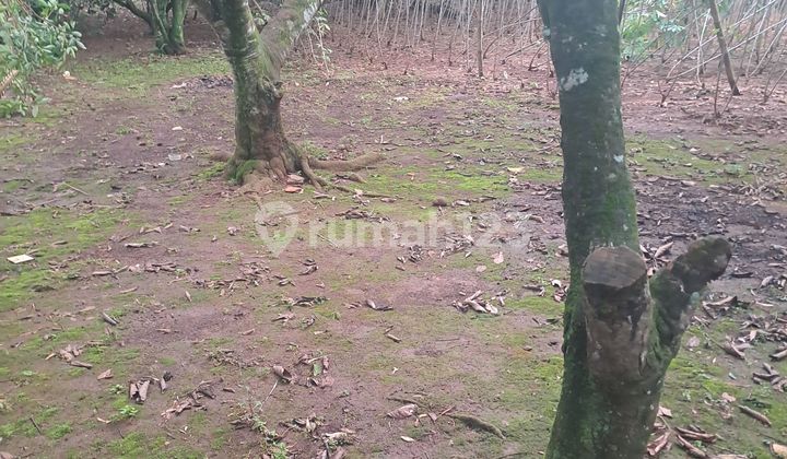 Land for Sale in Cibeteng Udik, Ciseeng, Bogor