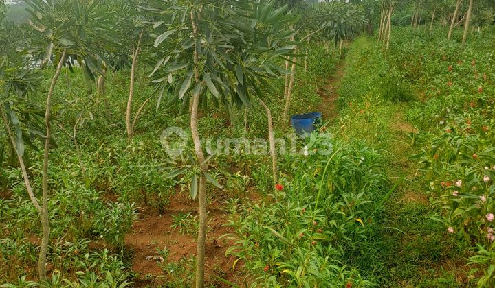 Land For Sale in Ci Seeng, Bogor