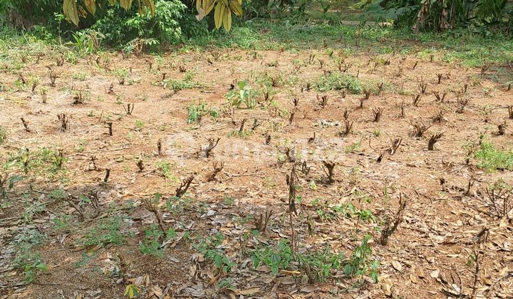 Di Jual Tanah Di Kemang Bogor Di Jual Tanah Di Kemang Bogor