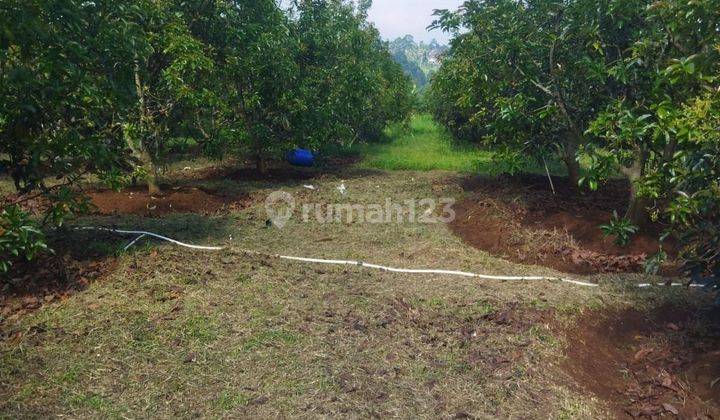 Di Jual Kebun Alpukat Produktip Klapanunggal 1