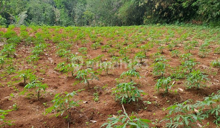 For Sale Land in Kertajaya, Rumpin, Bogor For Sale Land in Kertajaya, Rumpin, Bogor