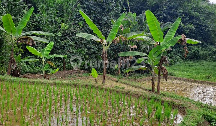 Di Jual Tanah Desa Rabak Rumpi Bogor.jawa Barat