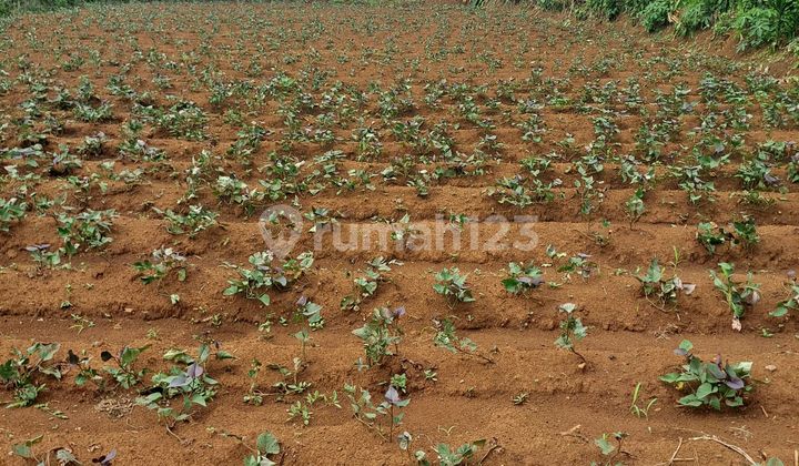 Land for Sale in Ciseeng, Bogor