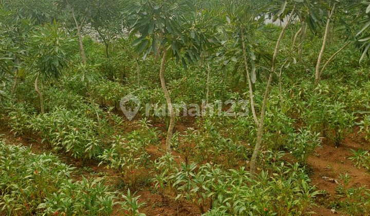 Land For Sale in Ci Seeng, Bogor